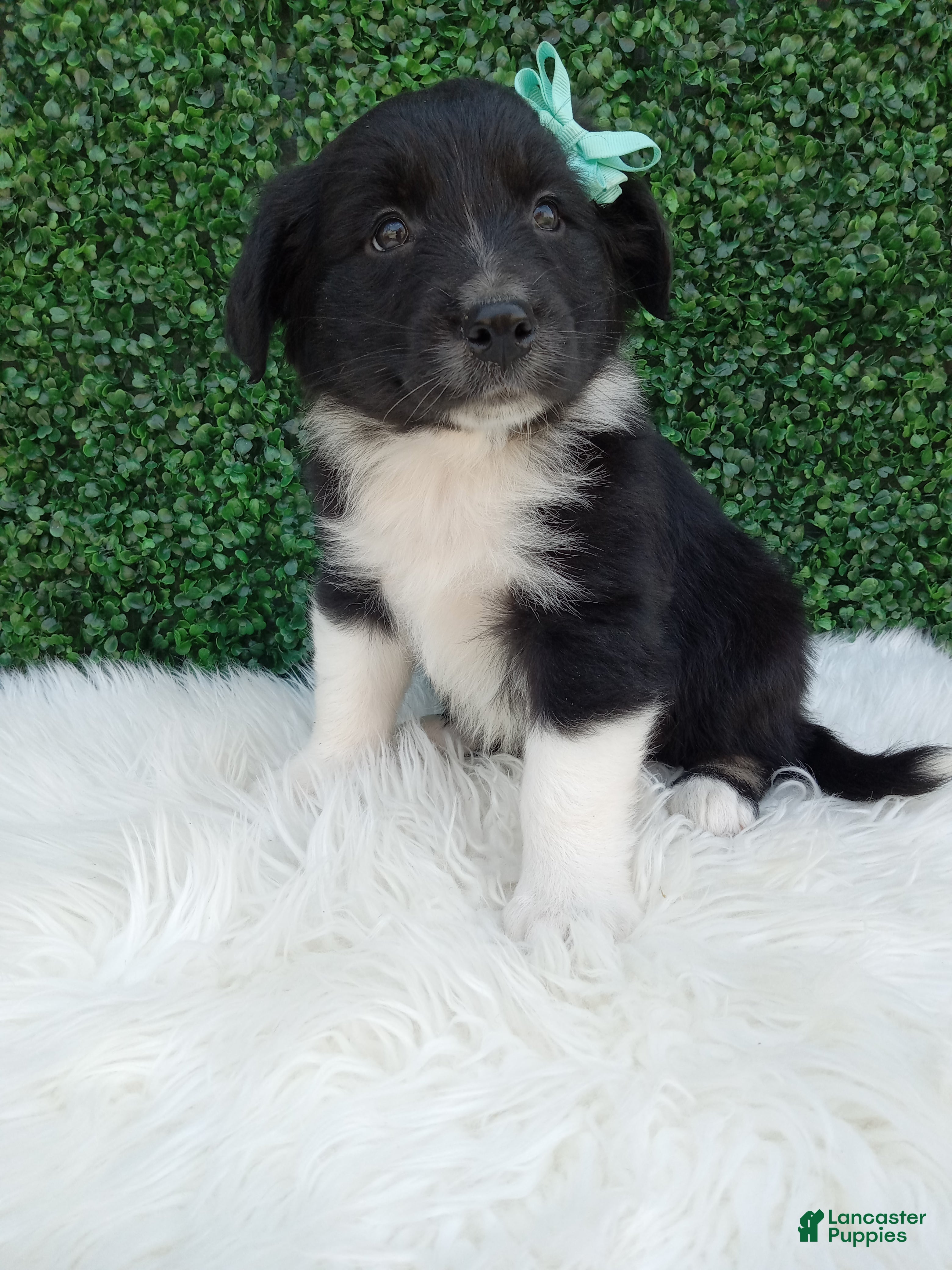 Australian Shepherd dogs Teddy - Ad 1