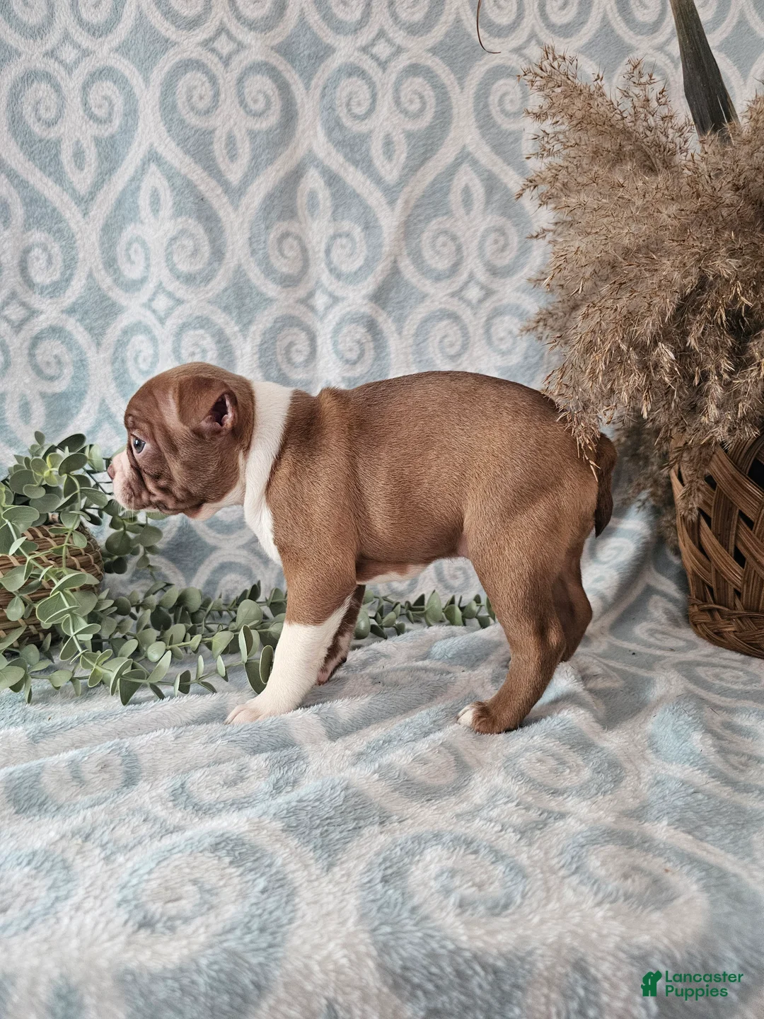 Boston Terrier dogs for sale: Casey - Ad 5