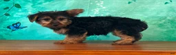 Yorkshire Terrier dogs for sale: Leo - Ad 3