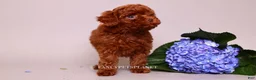 Toy Poodle dogs for sale: Erling teacup brown b-b - Ad 4