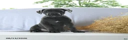 Cane Corso dogs for sale: Athena - Ad 1