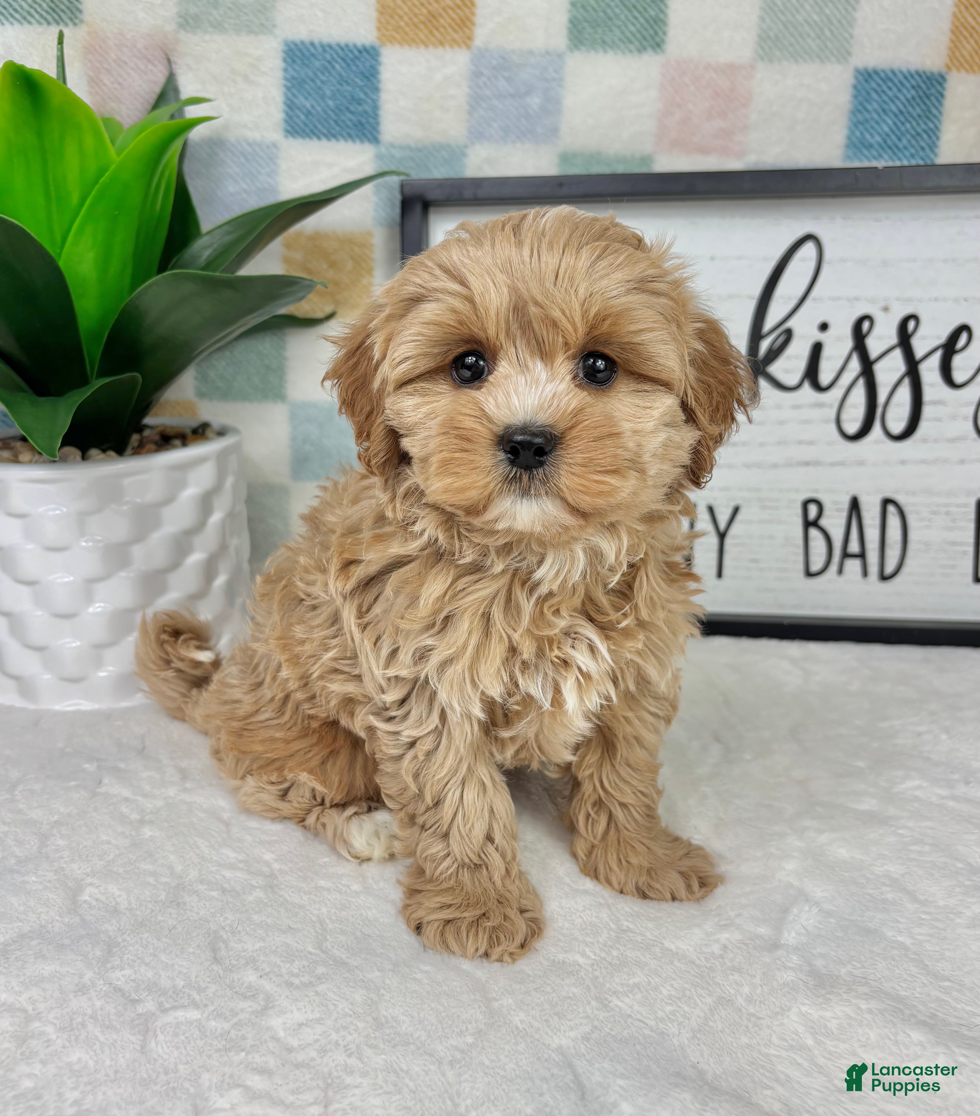 Cavapoo dogs Cooper - Ad 30