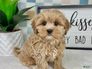 Cavapoo dogs Cooper - Ad 20