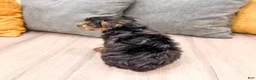 Yorkshire Terrier dogs for sale: Jasper - Ad 5
