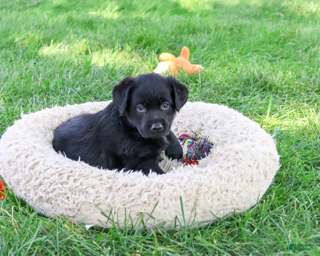 Labrador Retriever dogs for sale: Mowgli - Ad 2