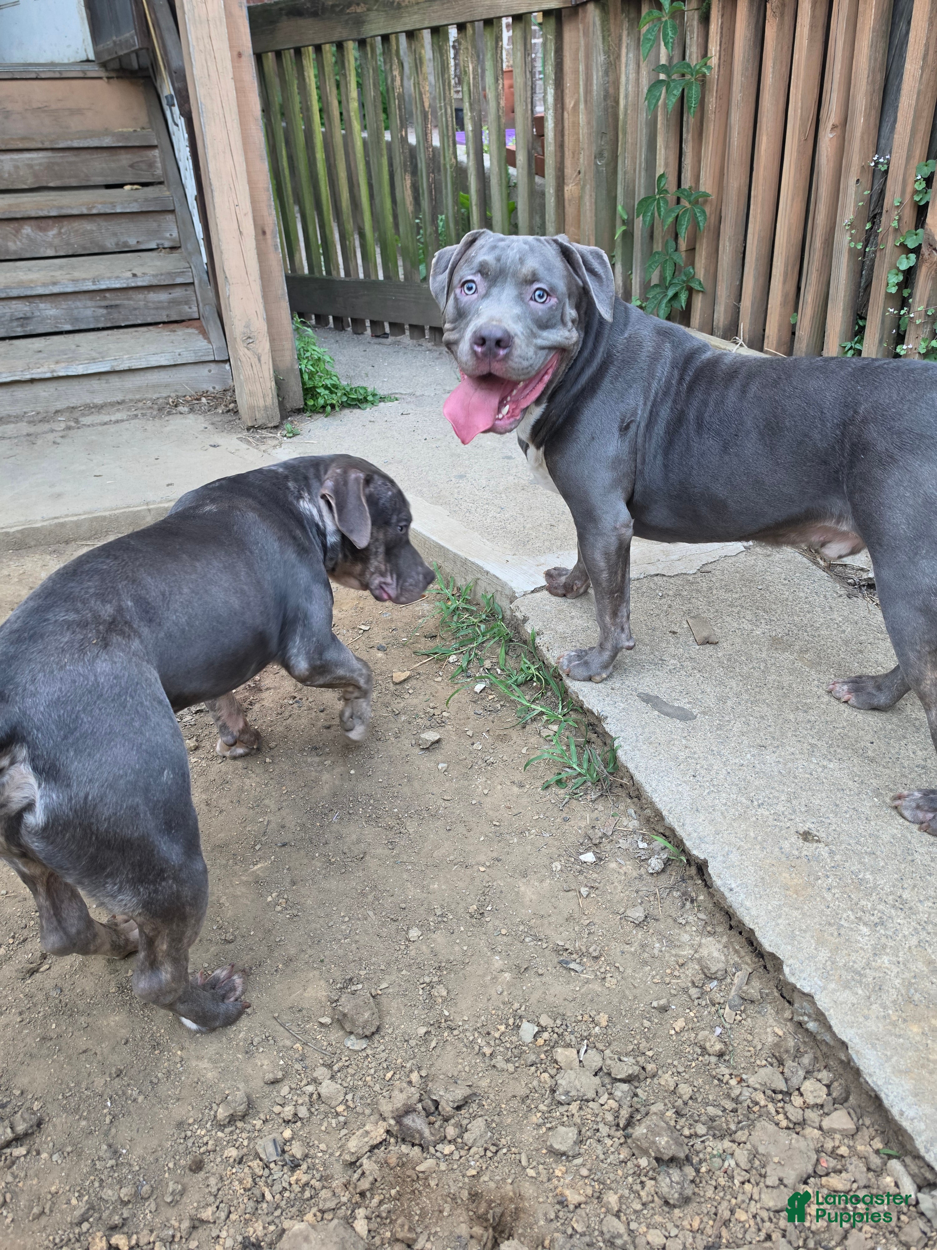 American Bully dogs Shadow - Ad 2