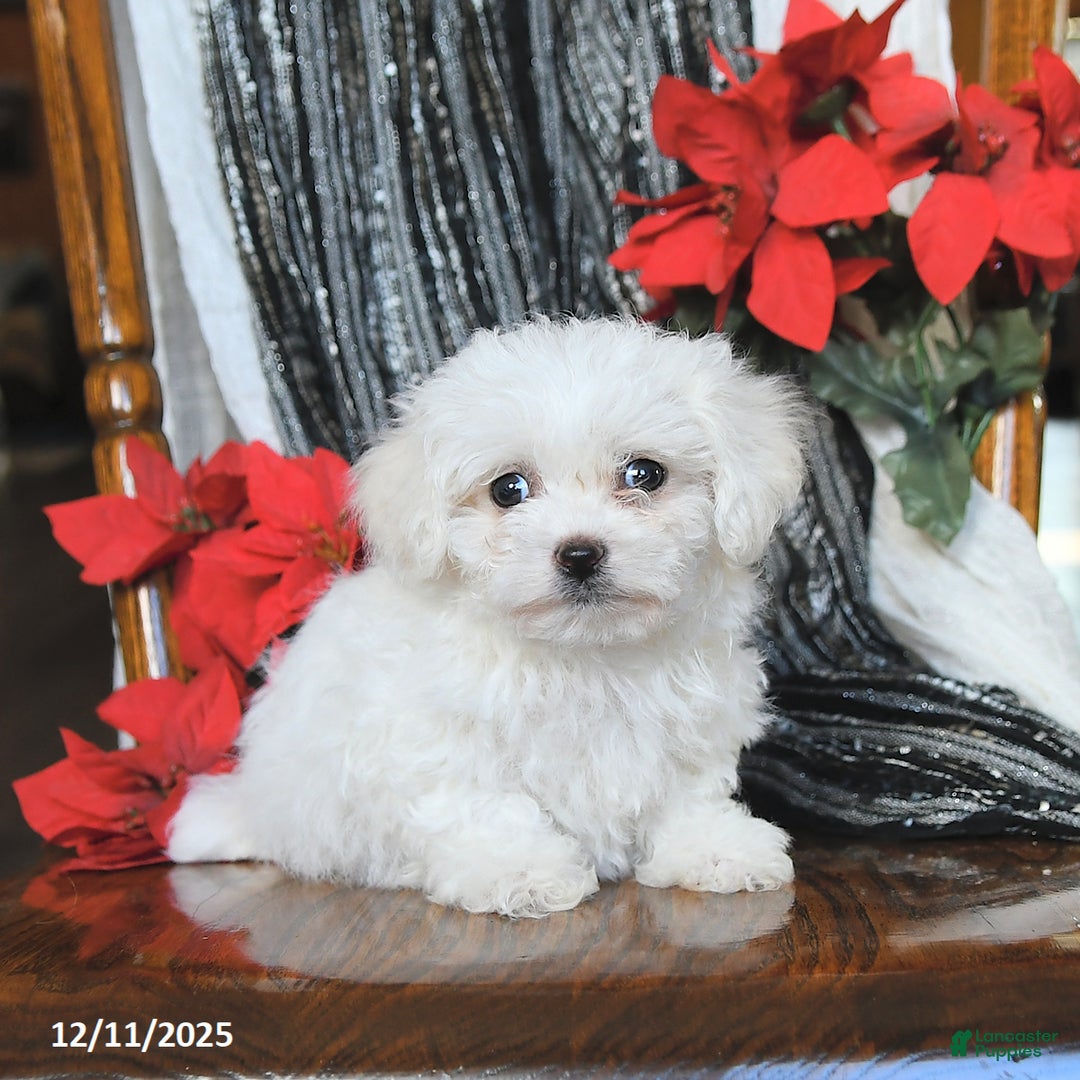 Bichon Frise dogs for sale: Avalon - Ad 3