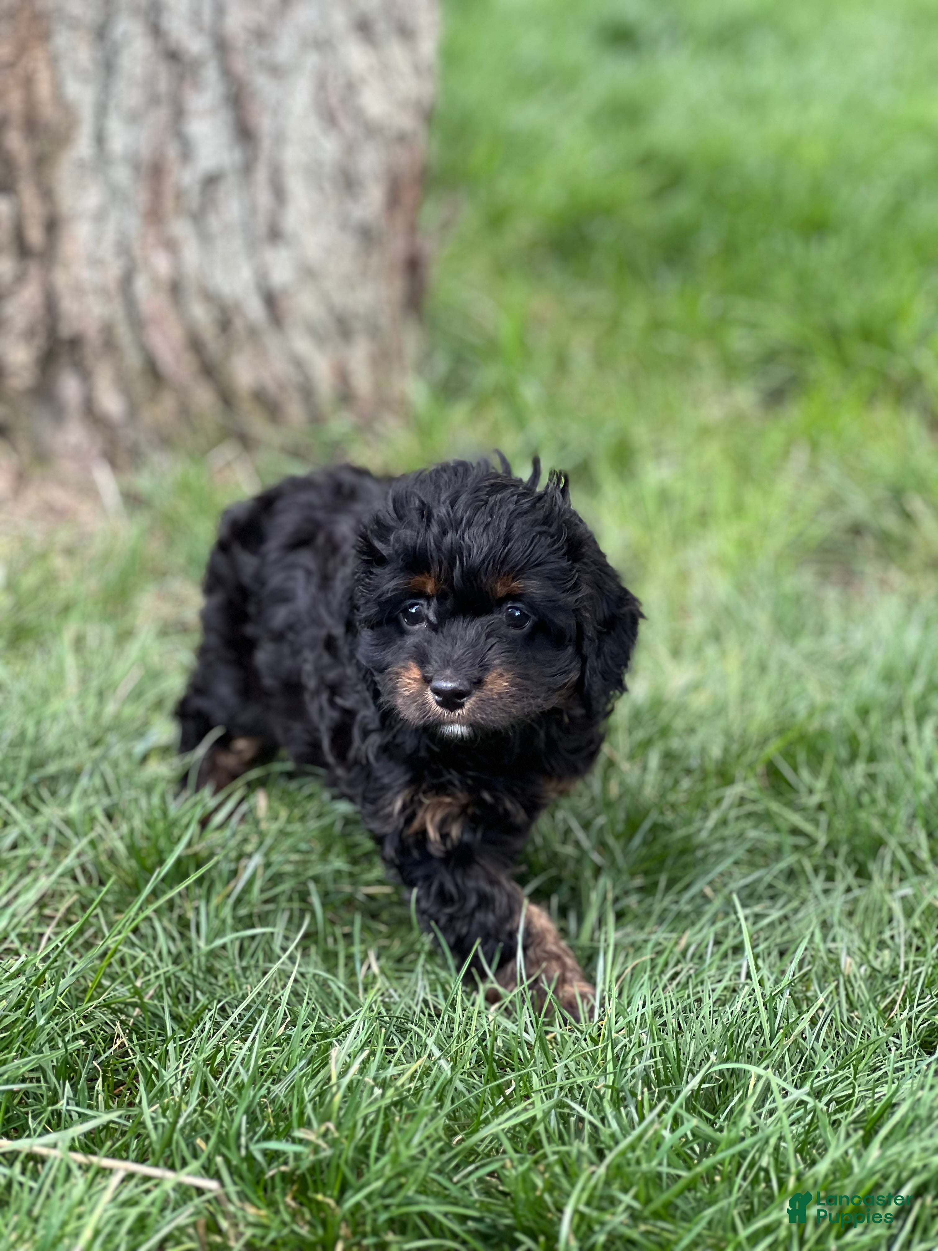 Mixed Breed dogs Chad - Ad 2