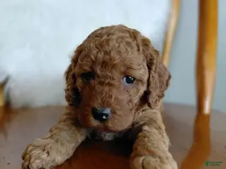 Cockapoo dogs for sale: Isaiah_Male - Ad 2