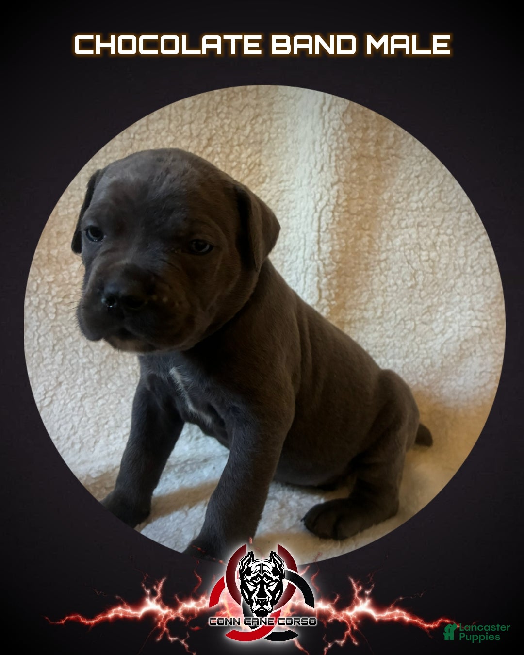 Cane Corso dogs Cane Corso Puppy 2 - Ad 32