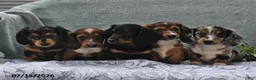 Miniature Dachshund dogs for sale: Princess - Ad 3