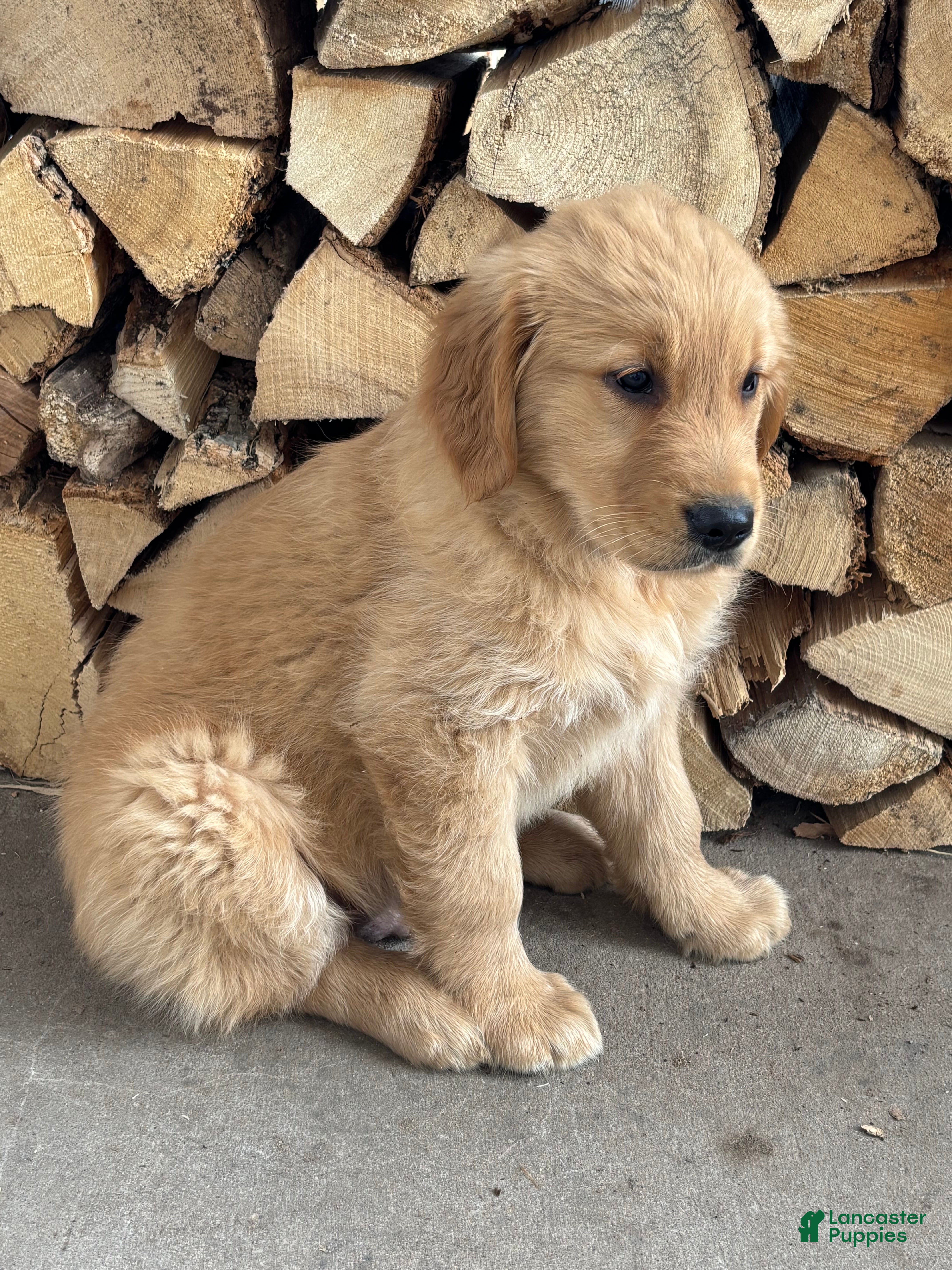 Golden Retriever dogs Marco - Ad 1