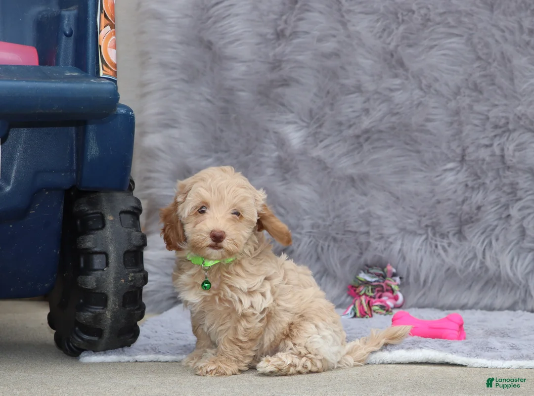 Havapoo dogs for sale: Addie 👨‍👨‍👦‍👦💞🐕Miniature - Ad 9