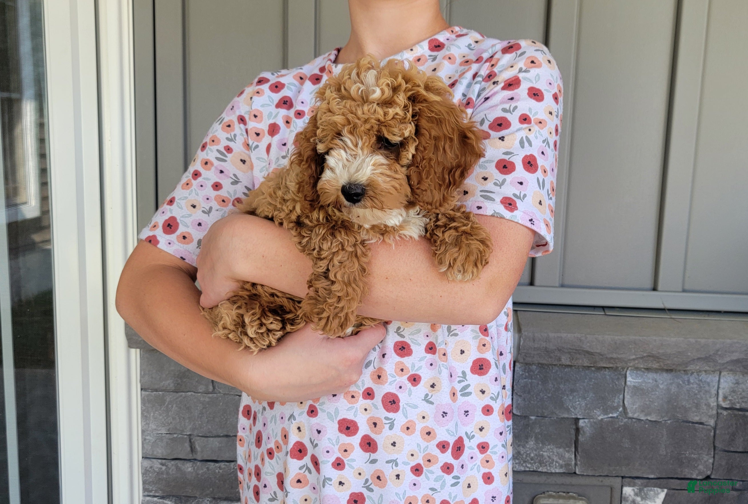 Cockapoo dogs Lexi - Ad 2