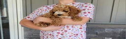Cockapoo dogs for sale: Lexi - Ad 2