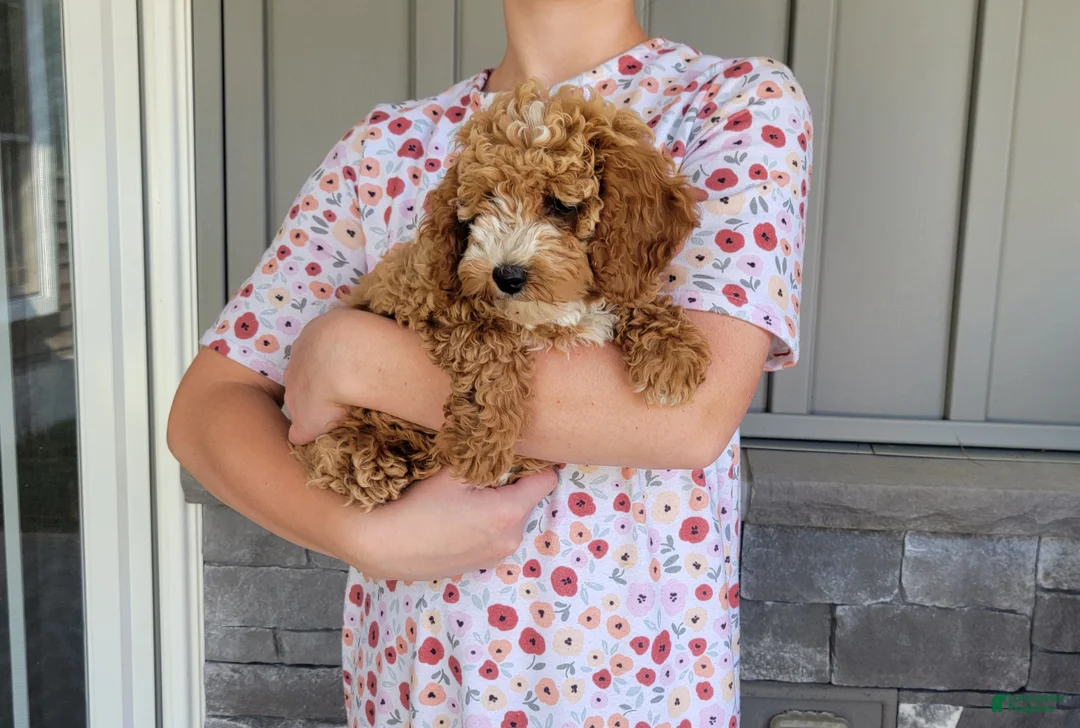 Cockapoo dogs for sale: Lexi - Ad 2