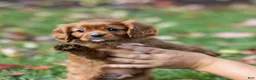 Cavalier King Charles Spaniel dogs for sale: Nutmeg - Ad 3