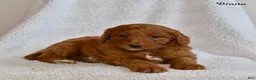 Goldendoodle dogs for sale: Diana - Ad 1