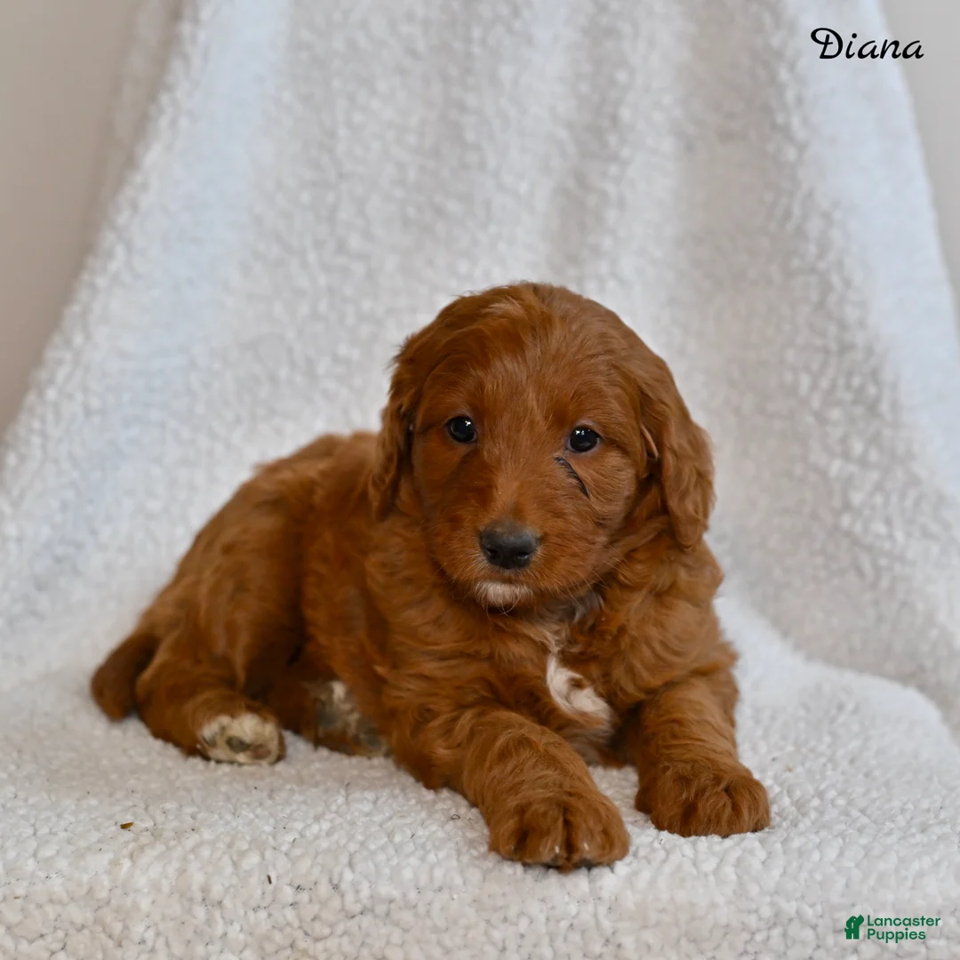Goldendoodle dogs for sale: Diana - Ad 1
