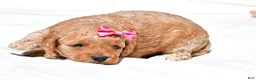 Mini Goldendoodle dogs for sale: Natalie - Ad 9