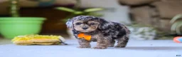 Miniature Poodle dogs for sale: Carter - Ad 5