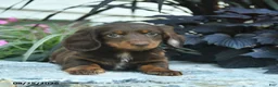 Miniature Dachshund dogs for sale: Buddy  - Ad 4