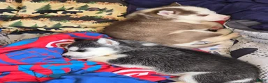 Siberian Husky Puppy 2