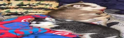 Siberian Husky dogs for sale: Siberian Husky Puppy 2 - Ad 1