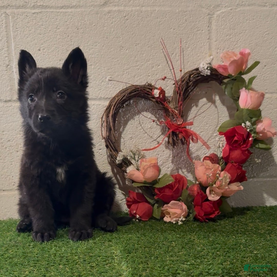 German Shepherd dogs for sale: SCAMPI - Ad 7