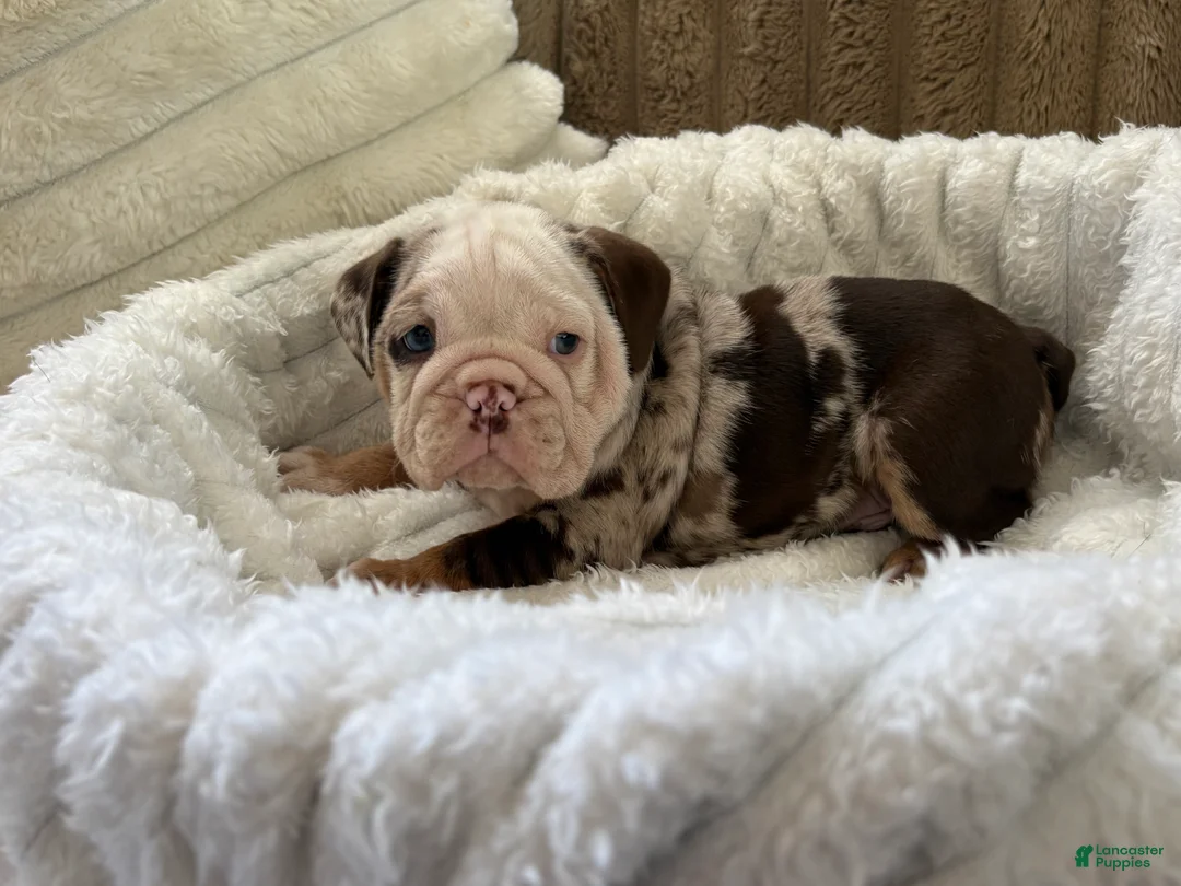 English Bulldog dogs for sale: Charlie Brown  - Ad 2
