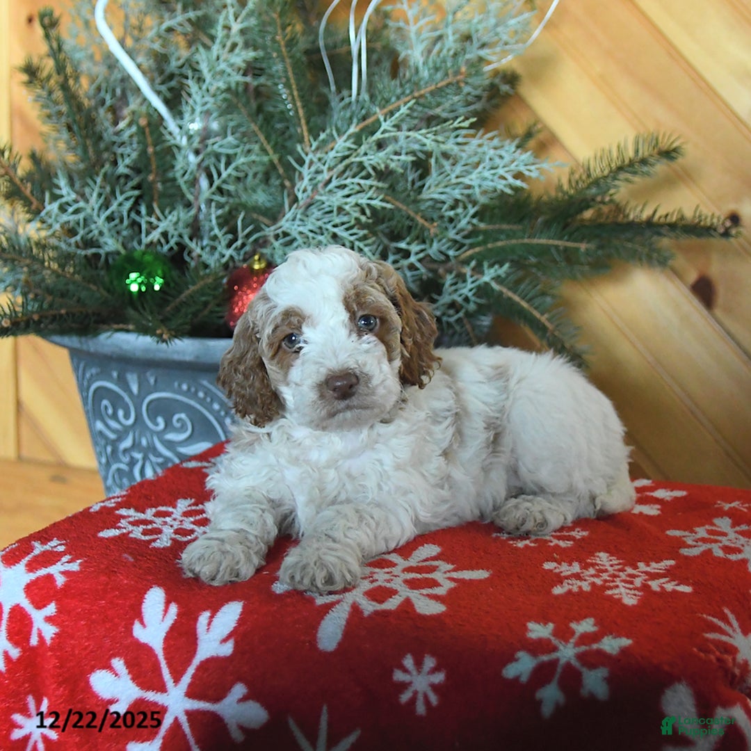 Mini Goldendoodle dogs for sale: Stella - Ad 4