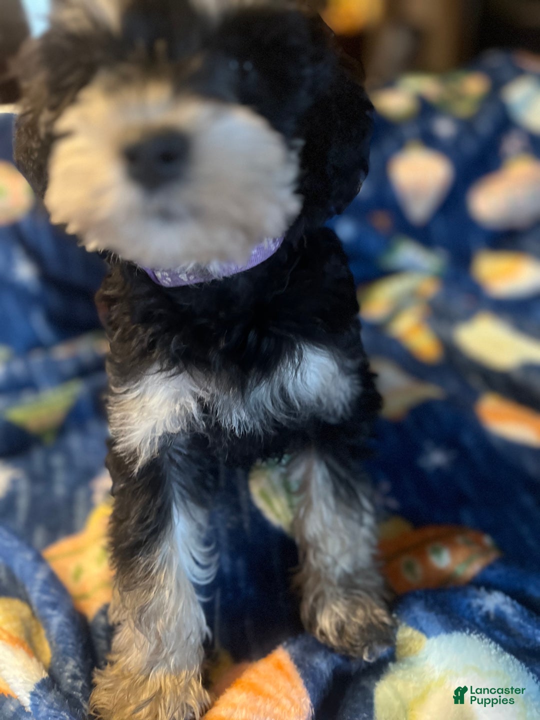 Miniature Schnauzer dogs for sale: Kali - Ad 6