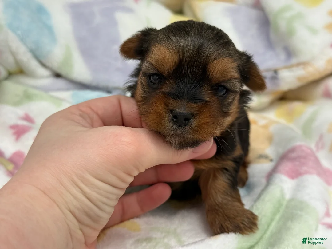 Yorkshire Terrier dogs for sale: May - Ad 1