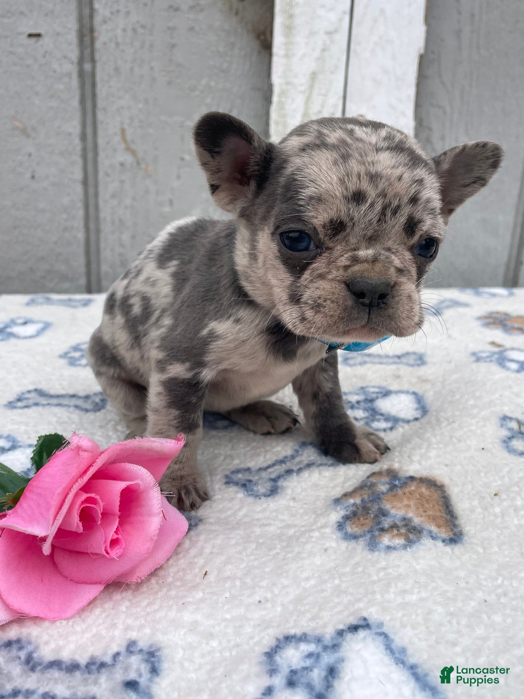 French Bulldog dogs for sale: Glory - Ad 4
