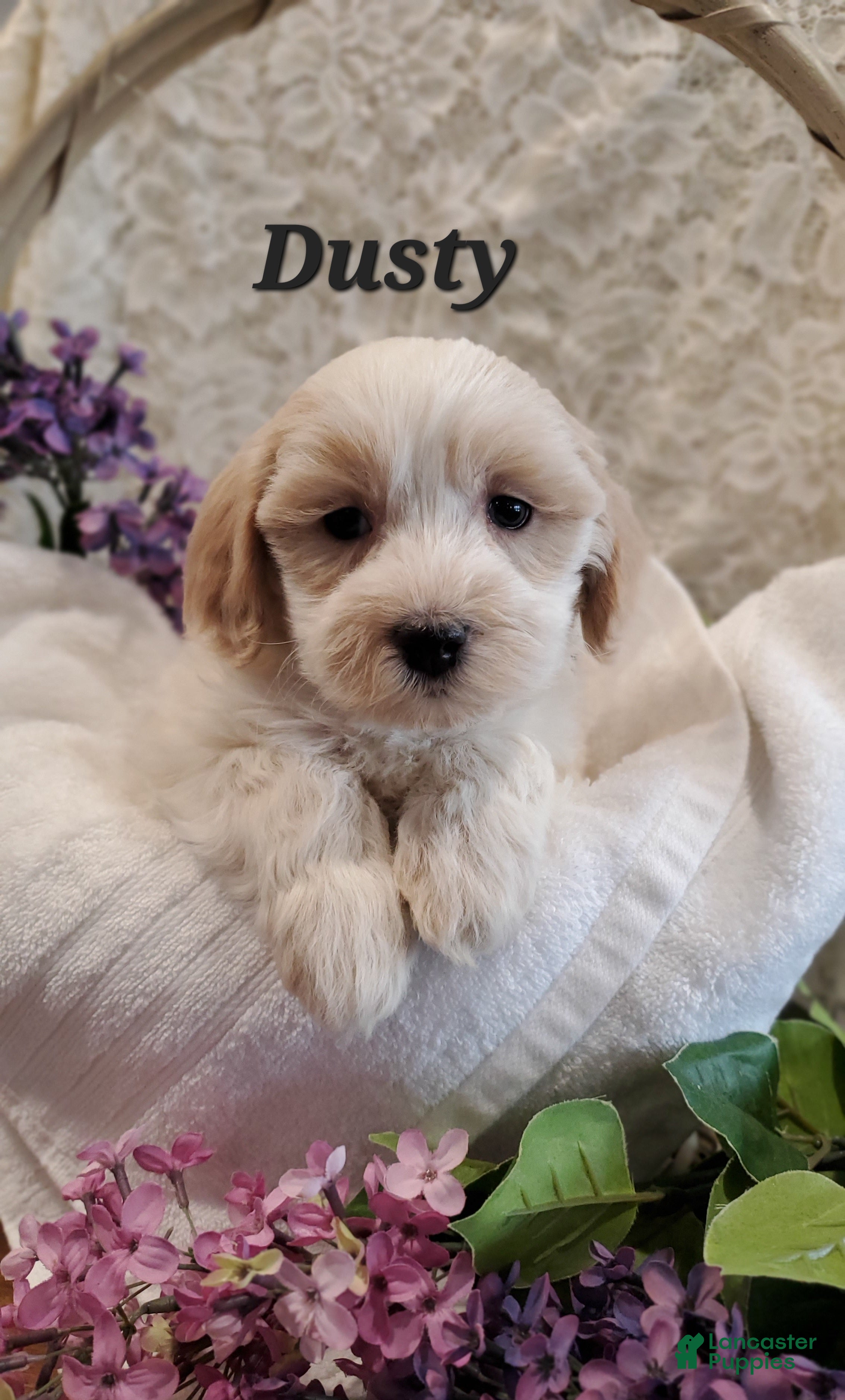 Mixed Breed dogs Dusty - Ad 16