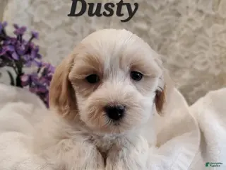 Mixed Breed dogs Dusty - Ad 16