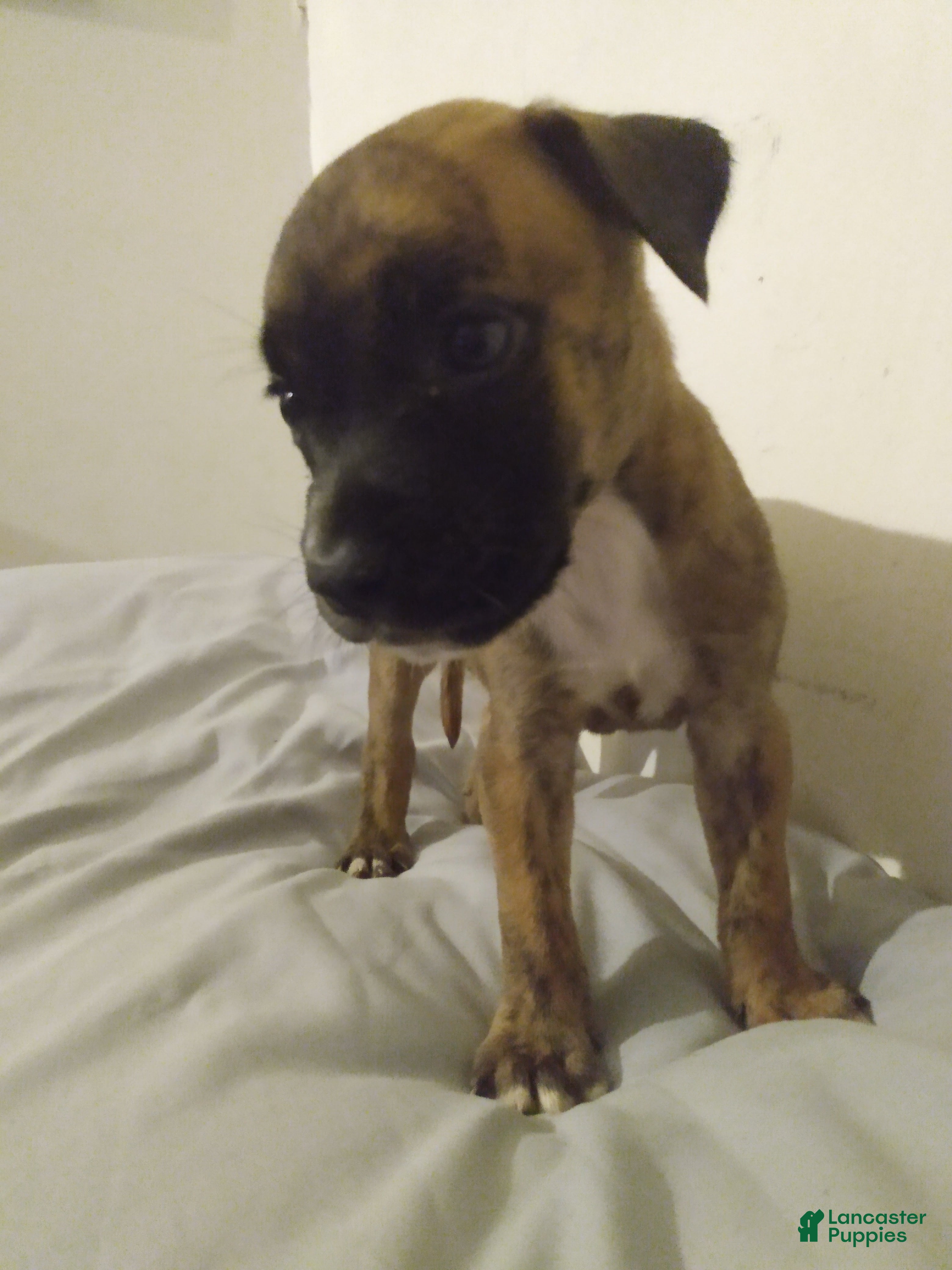 American Pit Bull Terrier dogs American Pit Bull Terrier 4 - Ad 33