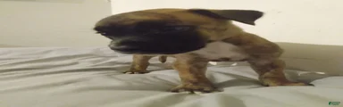 American Pit Bull Terrier 4
