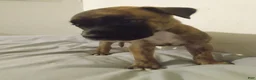 American Pit Bull Terrier dogs for sale: American Pit Bull Terrier 4 - Ad 1