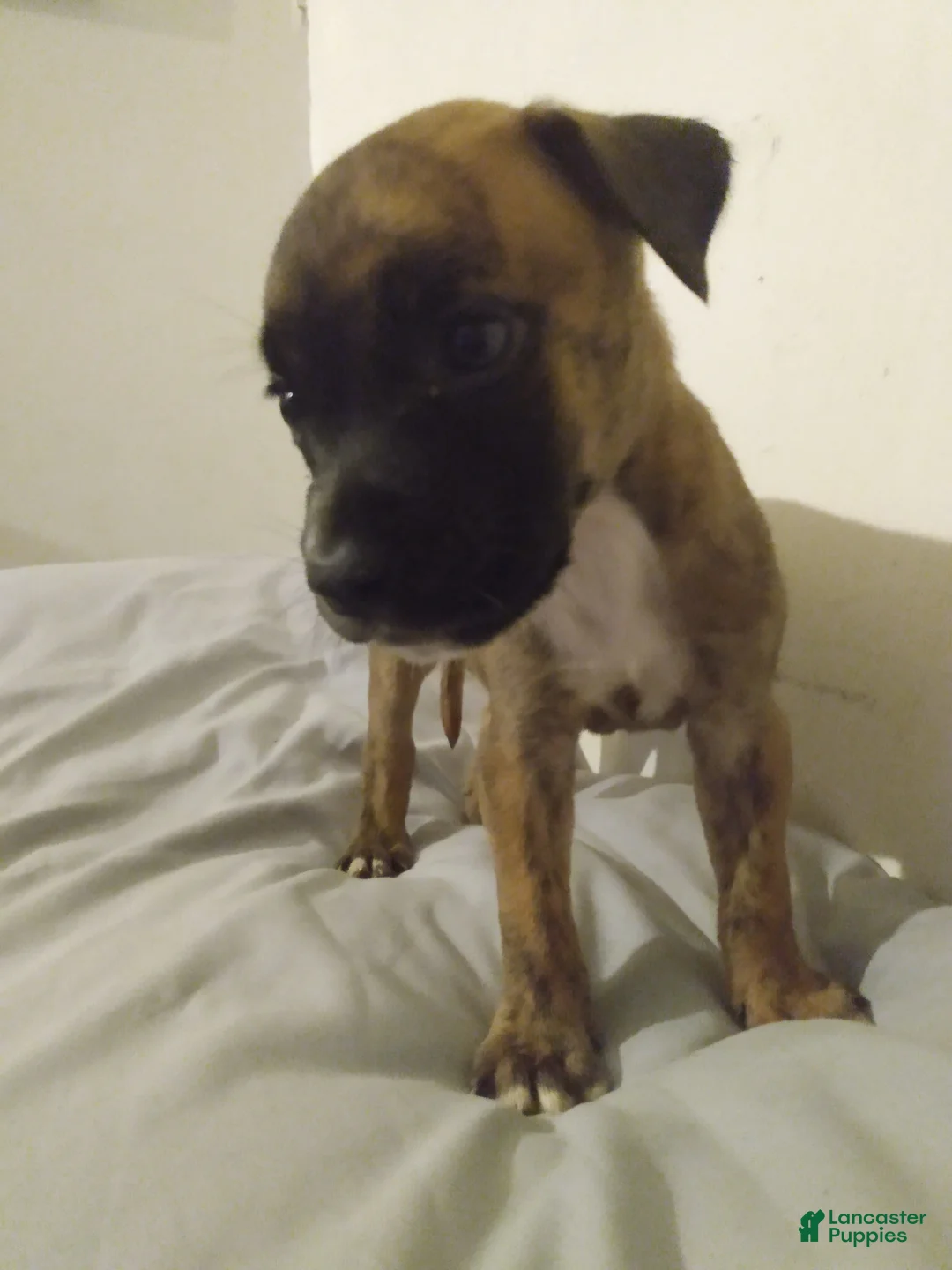 American Pit Bull Terrier dogs for sale: American Pit Bull Terrier 4 - Ad 1