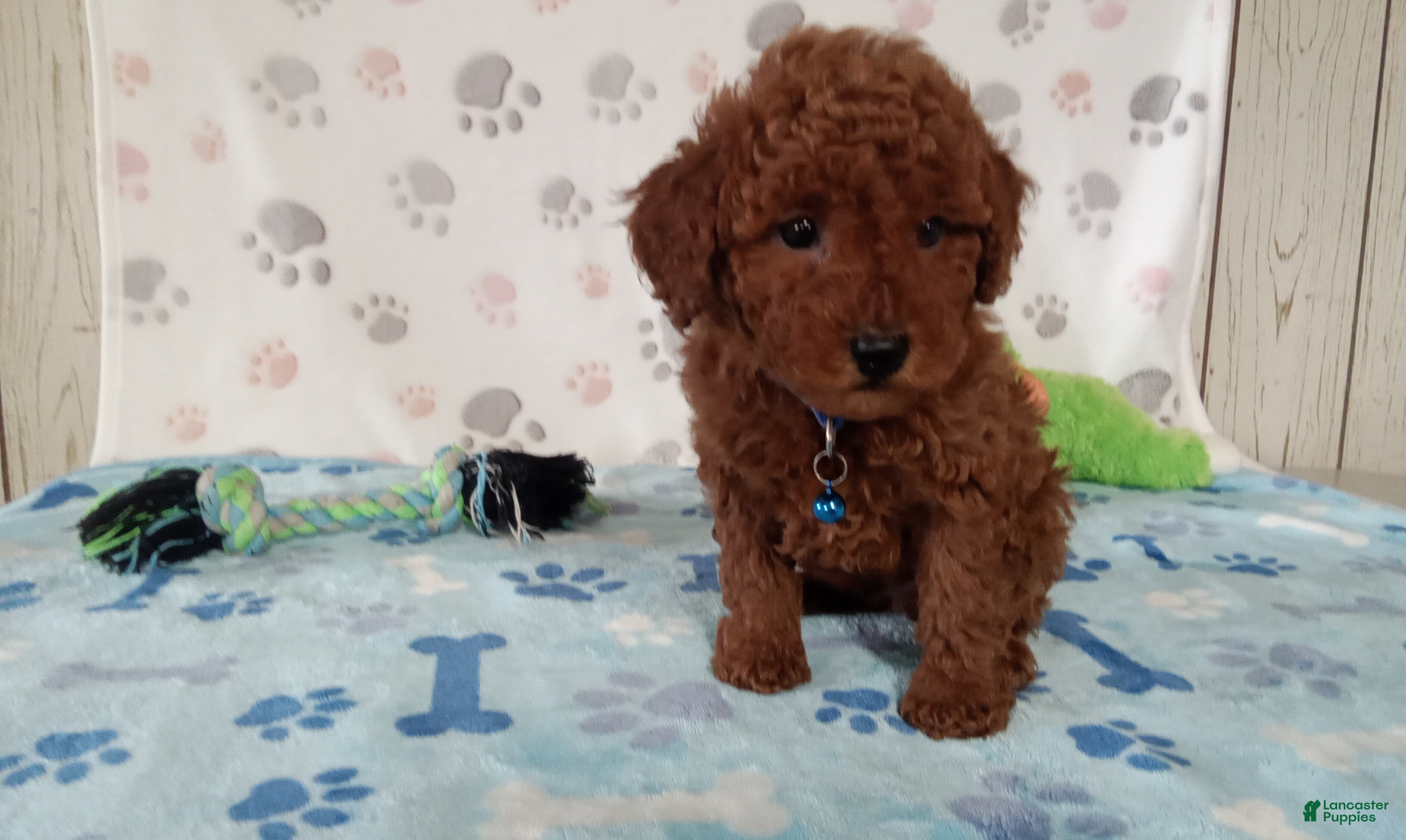 Toy Poodle dogs Arthur  - Ad 1
