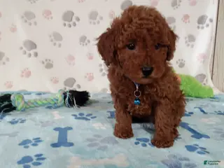 Toy Poodle dogs for sale: Arthur - Ad 3