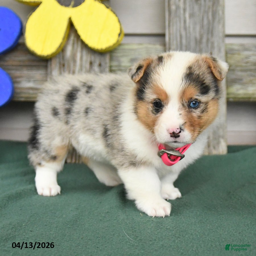 Welsh Corgi Pembroke dogs Bella    - Ad 2