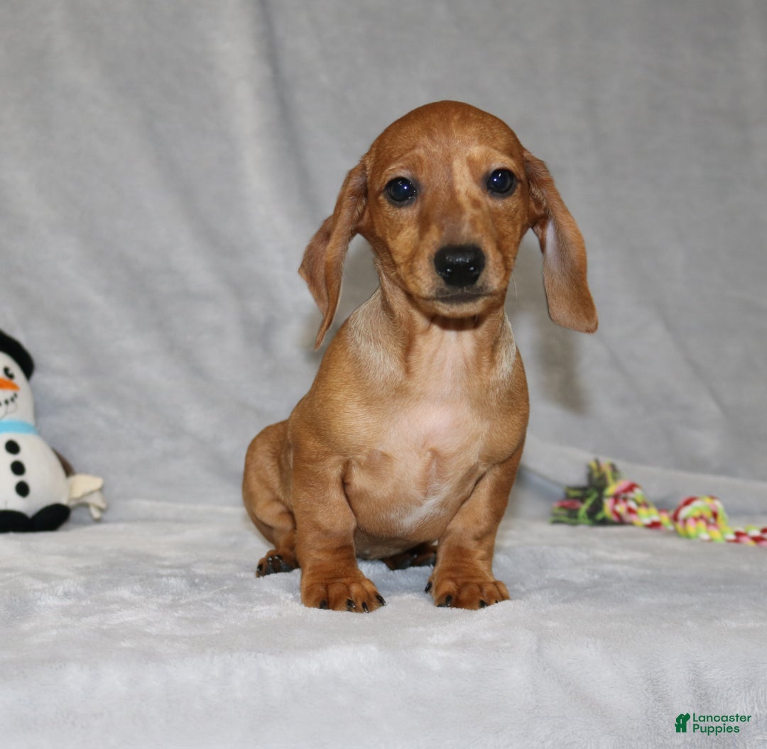 Miniature Dachshund dogs for sale: Cooper - Ad 5