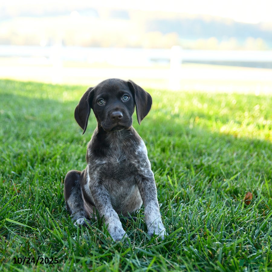 Gsp German Shorthaired Pointer Puppies for sale Lancaster Puppies