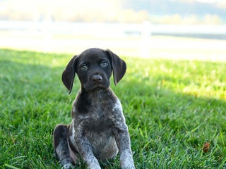 German Shorthaired Pointer dogs - Ad 32