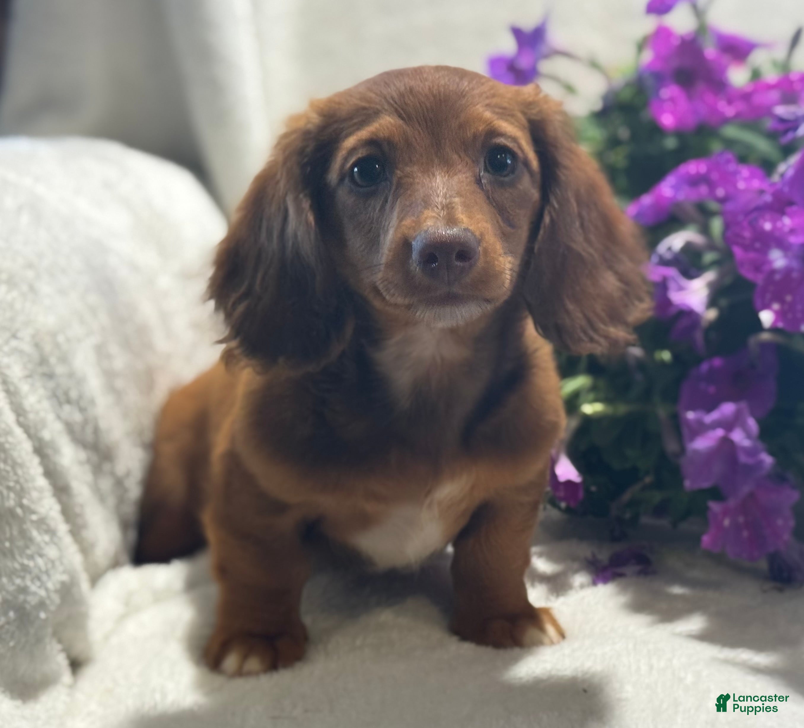 Miniature Dachshund dogs Paisley  - Ad 2