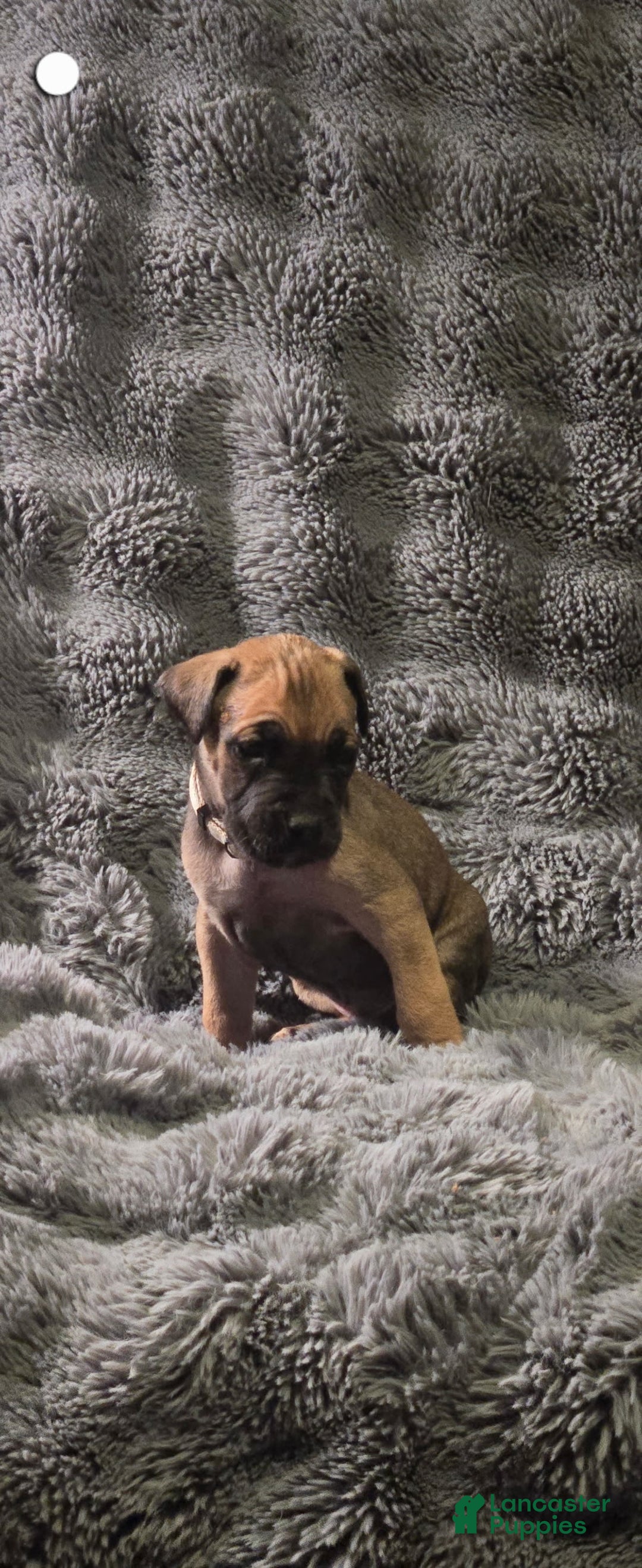 Cane Corso dogs for sale: Cane Corso Puppy 4 - Ad 1