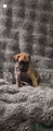 Cane Corso Puppy 4