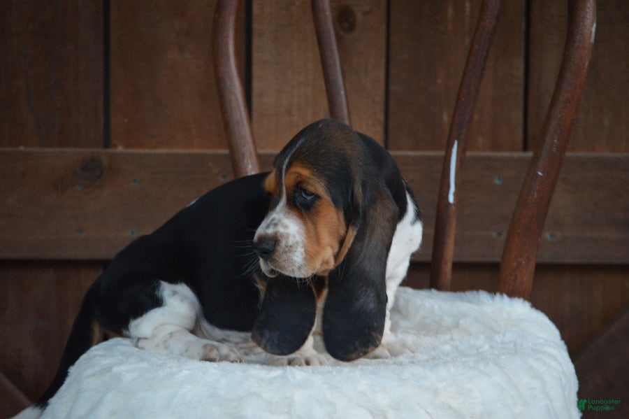 Basset Hound dogs Hunter - Ad 2